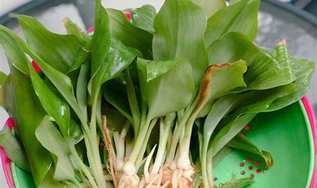 Terungkap Khasiat Daun Kencur yang Jarang Diketahui